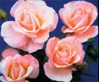 Easy to Grow Roses